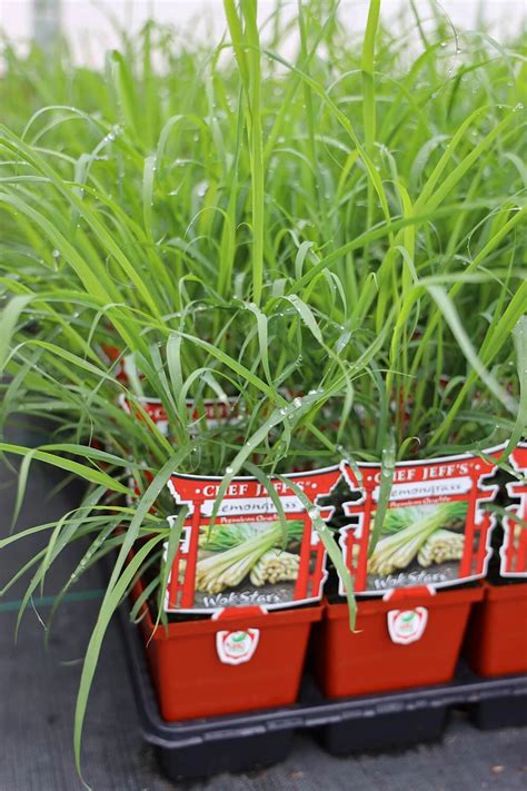 Features strongly lemon-scented leaves. . Lemongrass plant lowes